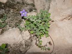 Campanula mollis