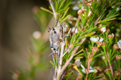 Catasarcus spinipennis