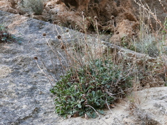 Globularia spinosa