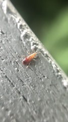 Anthocoridae