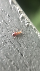 Anthocoridae
