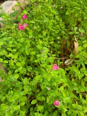 Scutellaria suffrutescens