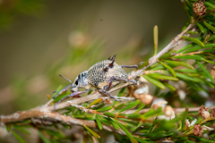 Catasarcus spinipennis