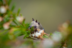 Catasarcus spinipennis