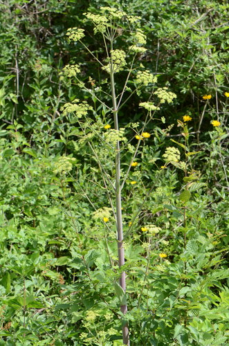 Image of Peucedanum verticillare by no rights reserved