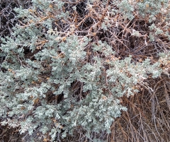 Artemisia rothrockii