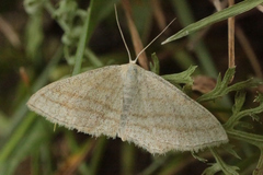 Scopula virgulata