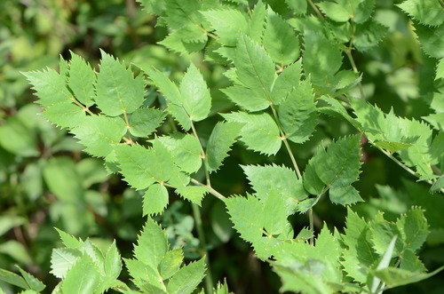Image of Peucedanum verticillare by no rights reserved