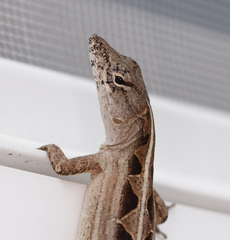 Anolis sagrei