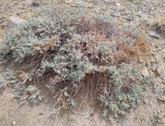 Artemisia rothrockii
