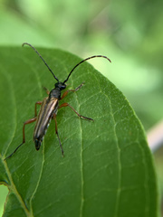 Analeptura