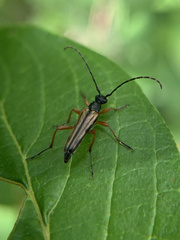 Analeptura