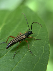 Analeptura