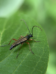 Analeptura