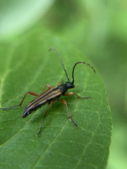Analeptura