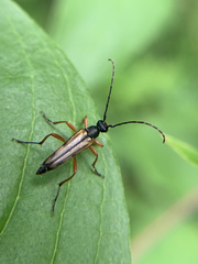 Analeptura