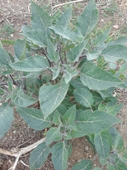 Datura