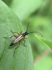 Analeptura