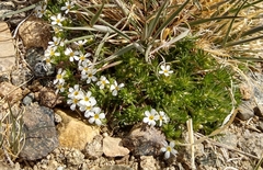 Leptosiphon nuttallii pubescens