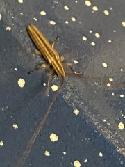 Hippopsis lemniscata