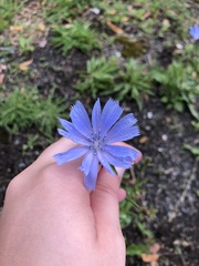 Cichorium intybus