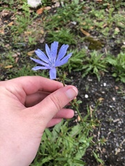 Cichorium intybus