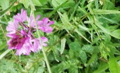 Anacamptis pyramidalis