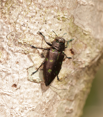 Actenodes auronotatus