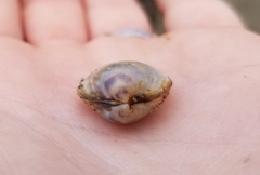 Laevicardium substriatum