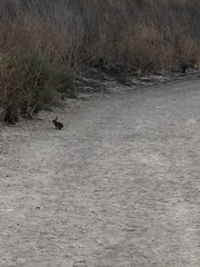 Sylvilagus audubonii