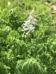 Corydalis caseana