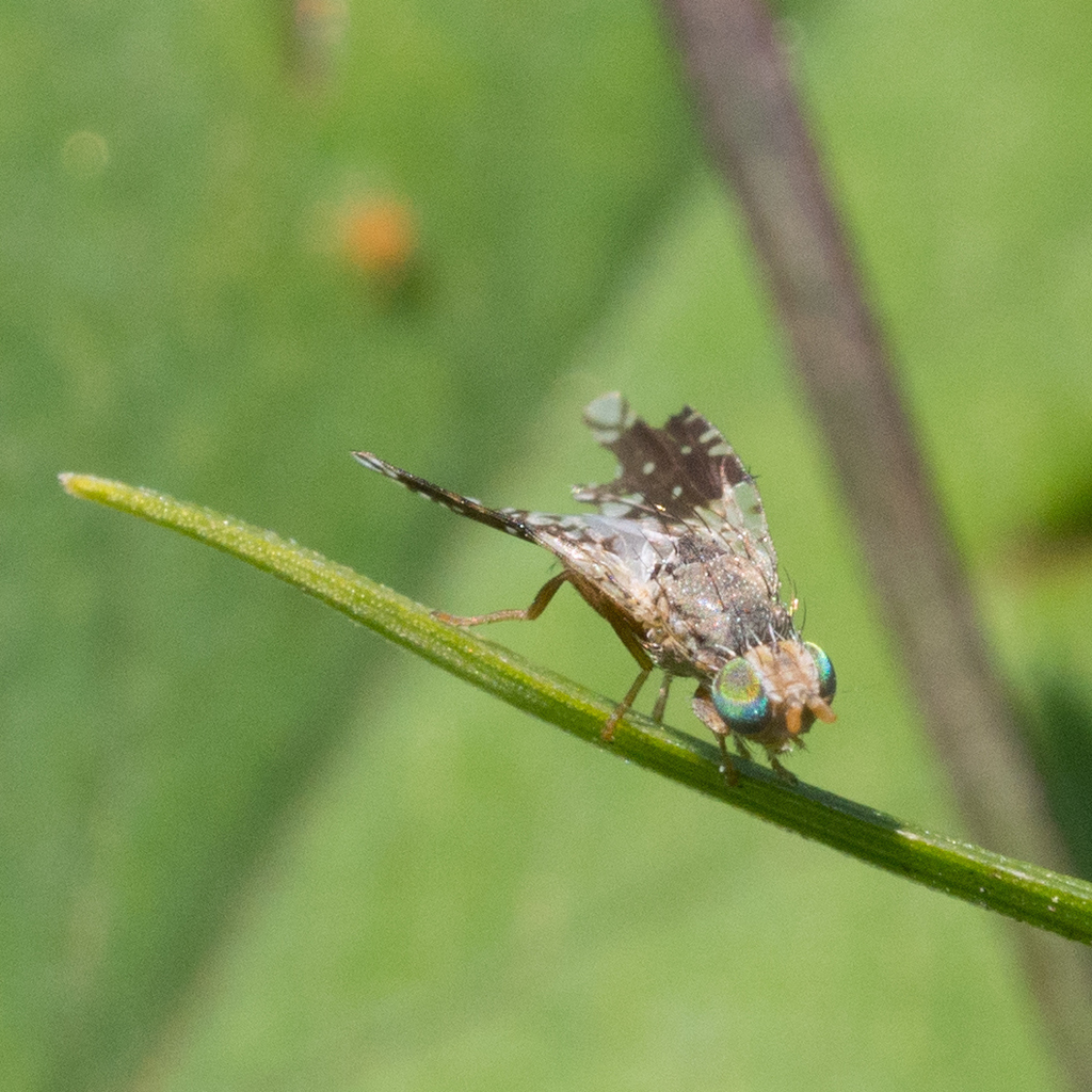 Tephritis carmen