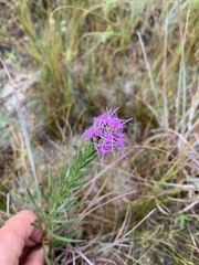Liatris aestivalis