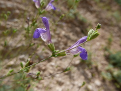 Salvia blancoana