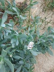 Heliotropium curassavicum