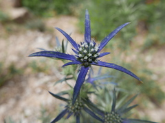 Eryngium bourgatii