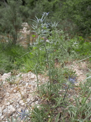 Eryngium bourgatii