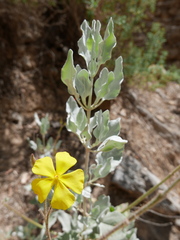 Cistus atriplicifolius