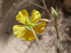 Cistus atriplicifolius