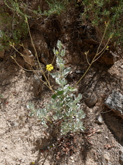Cistus atriplicifolius