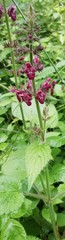 Stachys sylvatica