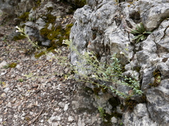 Chaenorhinum macropodum