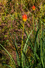 Kniphofia baurii