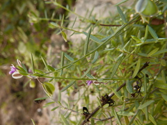 Polygala rupestris