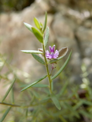 Polygala rupestris
