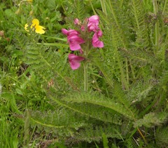 Pedicularis cenisia