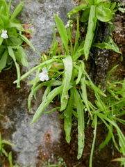 Pinguicula vallisneriifolia
