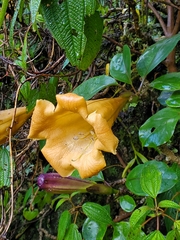 Solandra brachycalyx