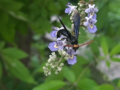 Scolia superciliaris