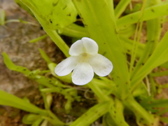 Pinguicula vallisneriifolia